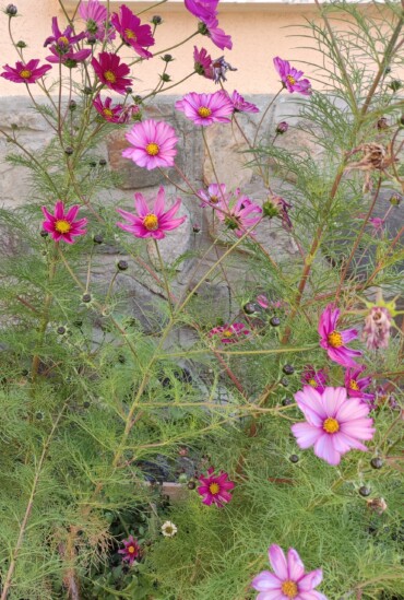 diversité cosmos artsmotsnids