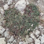 nid d herbe artsmotsnids